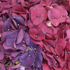 Hydrangea PurpleBerry Flower