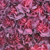 Enchanted Eve Carnation Flowers