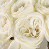 True White Garden Roses