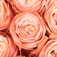 Kahala Peach Roses Up Close