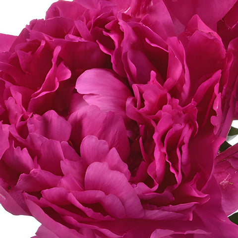 Kansas Magenta Pink Peonies up close