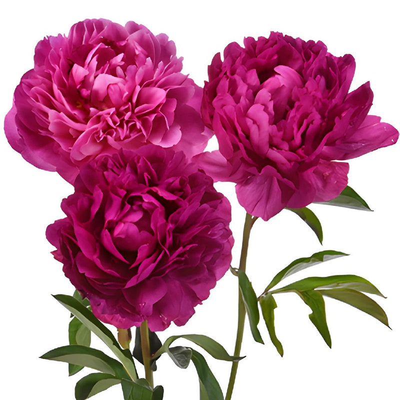 Kansas Magenta Pink Wholesale Peony Bunch