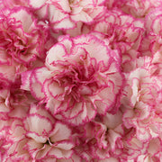 Ready To Go Wholesale Centerpieces Card