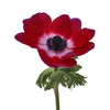 Berry Punch Fresh Cut Designer Anemones
