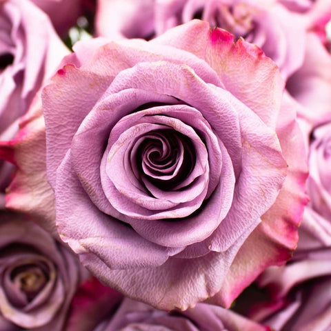 Lavender Govinda Flower Up Close