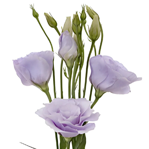 Lavender Lisianthus Wholesale Flower Close Up - Image
