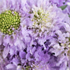 Lavender Blush Scabiosa Flower
