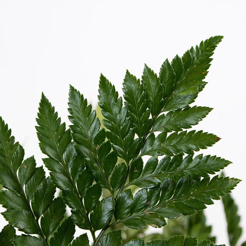 Leather Leaf Greenery Up Close