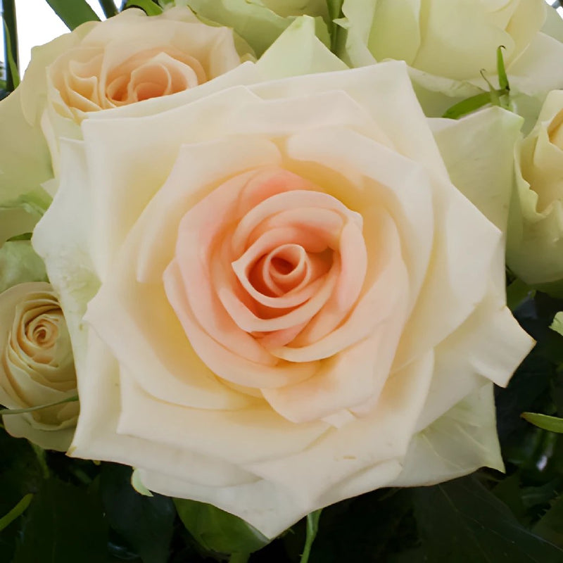 Light Peach Spray Roses up close