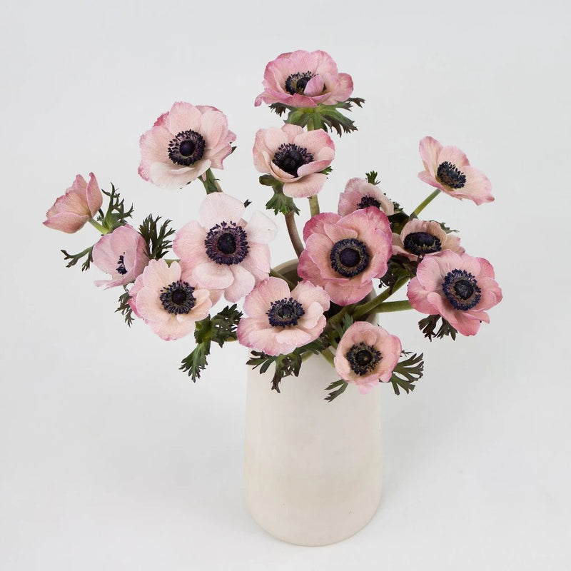 Light Pink Anemone Flower Bunch in Vase
