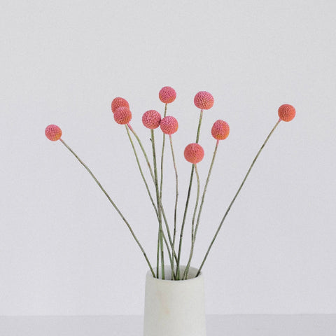 Light Pink Bulk Billy Ball Vase - Image