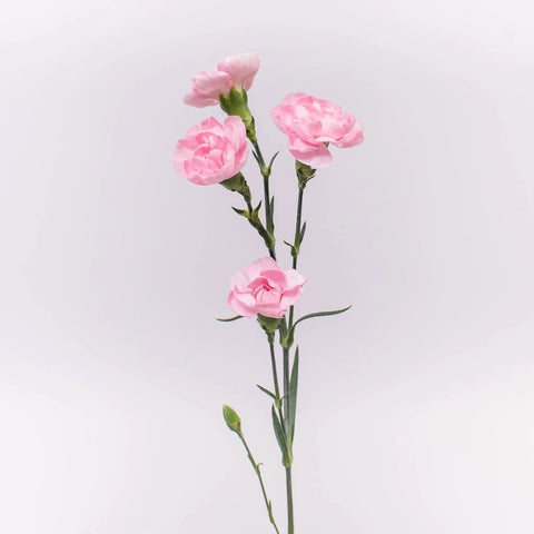 Light Pink Mini Carnation Flower Stem