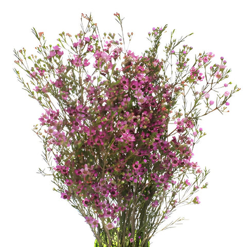 Pink Wax Flower May 16th to November 30 Delivery
