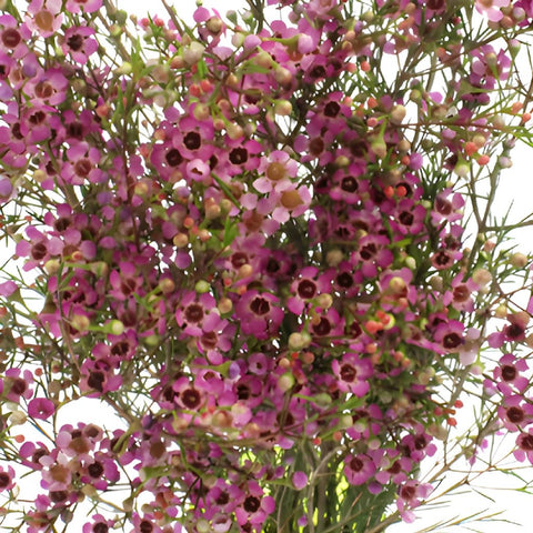 Pink Wax Flower May 16th to November 30 Delivery