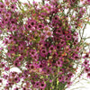 Pink Wax Flower May 16th to November 30 Delivery