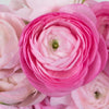 Light Pink Ranunculus Fresh Cut Flower