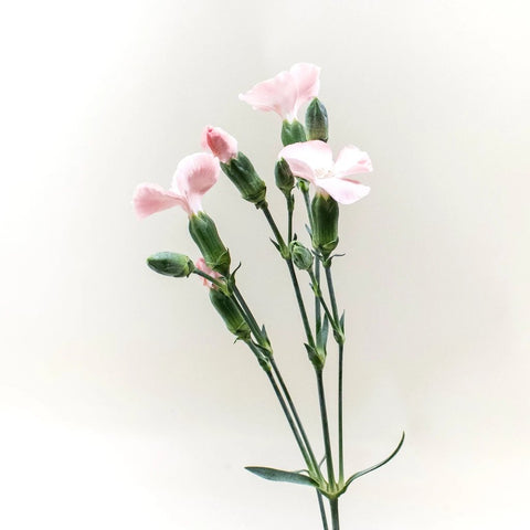 Light Pink Gil Solomio Stem