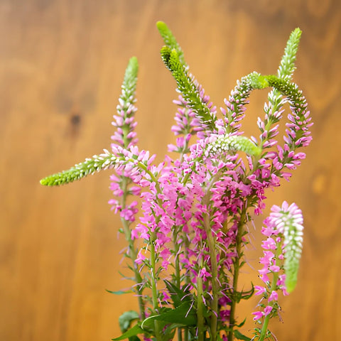 Veronica Flower Light Pink