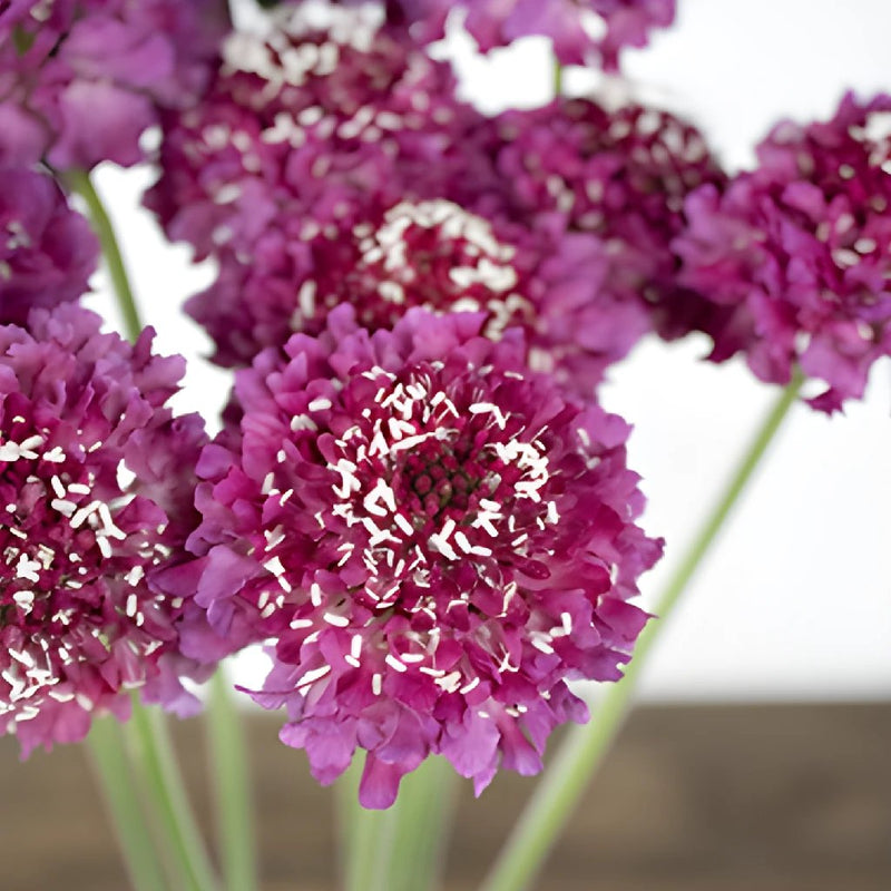 Rosy Cheeks Scabiosa Flower