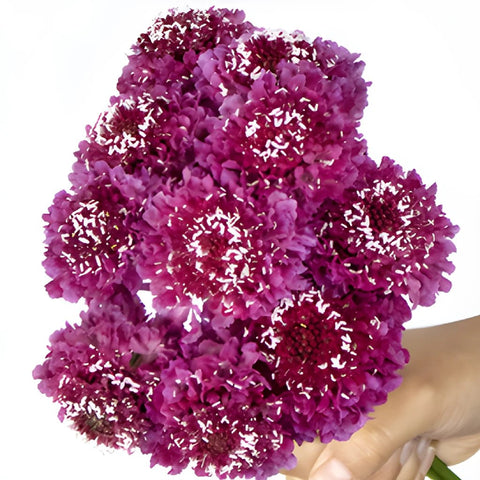 Rosy Cheeks Scabiosa Flower