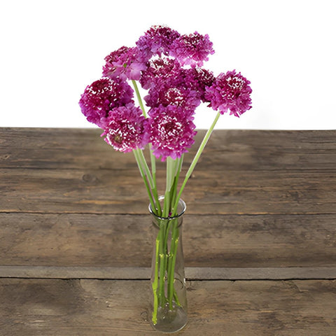 Rosy Cheeks Scabiosa Flower