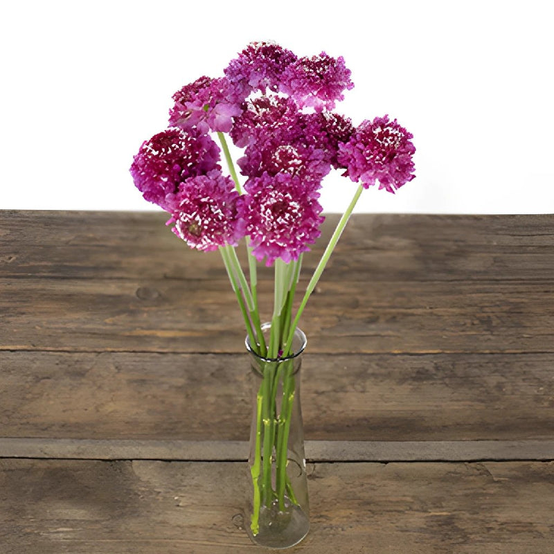 Rosy Cheeks Scabiosa Flower