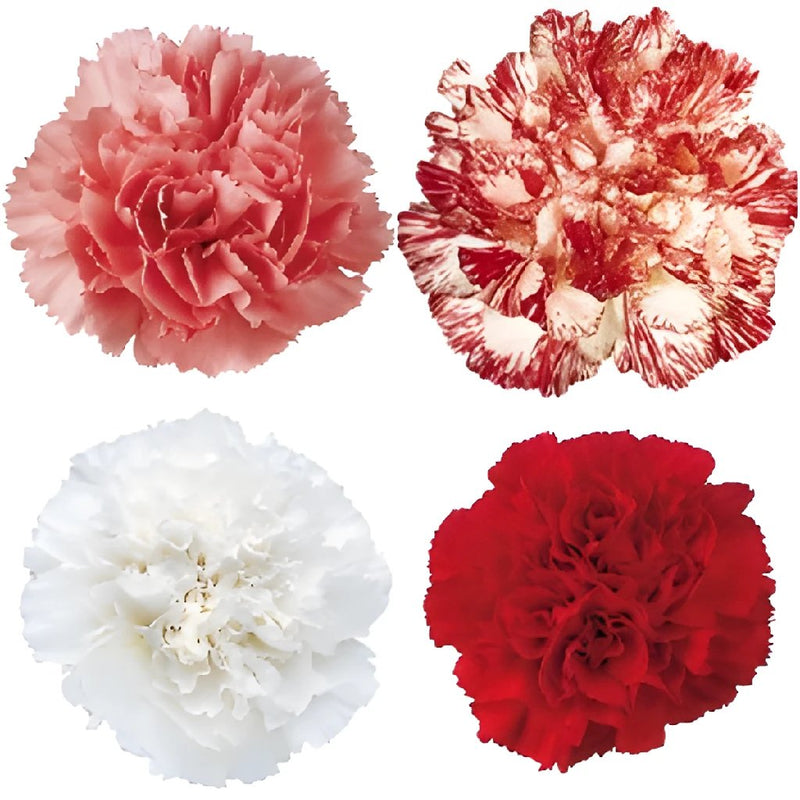 Love Pack Carnation Flowers