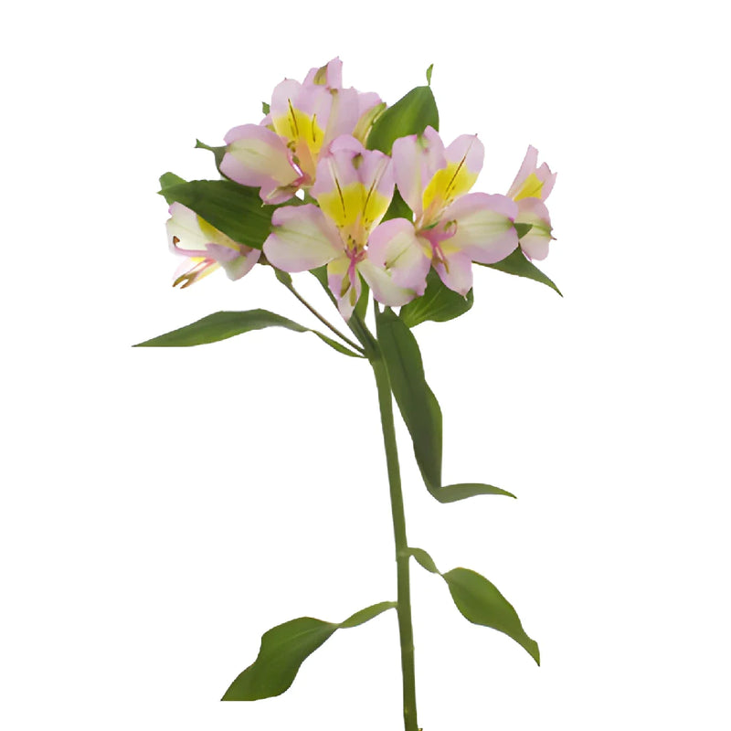 Lovely Lilac Peruvian Lily Alstromeria Flower Stem View