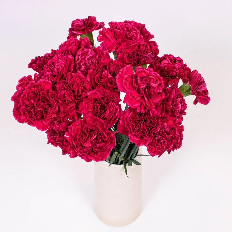 Magenta Carnation Flower Bunch in Vase