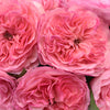 Garden Rose Pink Flower Maria Theresia