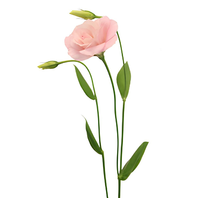 Mariachi Light Pink Lisianthus Wholesale Flower Stem