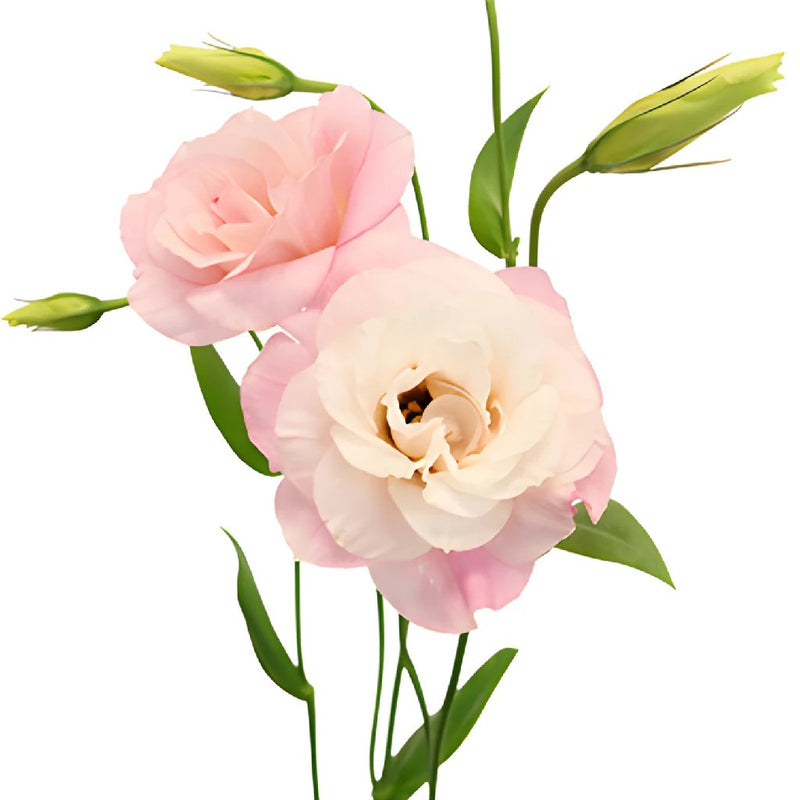 Mariachi Light Pink Lisianthus Wholesale Flower Bloom