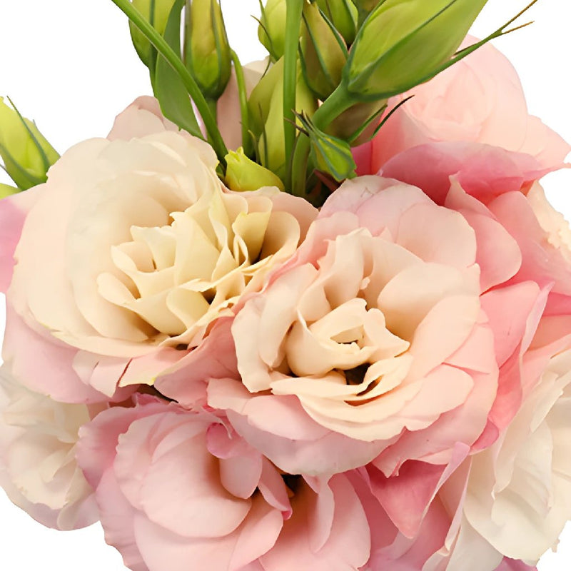 Mariachi Light Pink Lisianthus Wholesale Flower Upclose