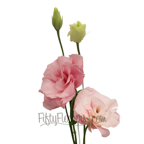 Mariachi Light Pink Designer Lisianthus Wholesale Flower In a vase