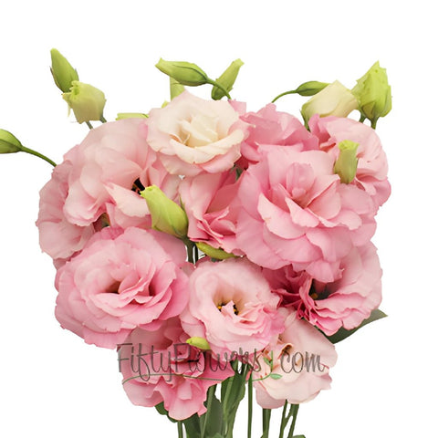 Mariachi Light Pink Designer Lisianthus Wholesale Flower Bloom