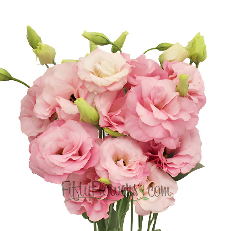 Mariachi Light Pink Designer Lisianthus Wholesale Flower Bloom