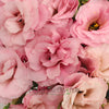Light Pink Designer Lisianthus Flower