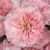 Mayra Pink Ruffles Garden Rose