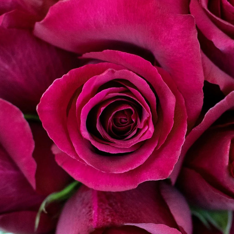 Merlot Red Roses Up Close
