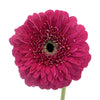 Gerrondo Gerbera Raspberry Pink Daisies