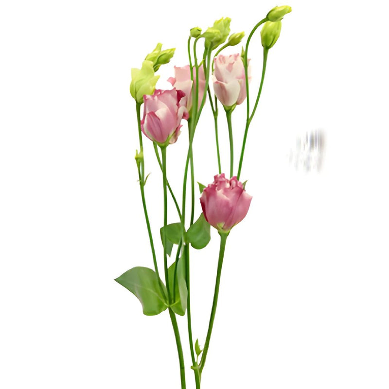 Mini Double Fleuralisa Pink Lisianthus Wholesale Flower Stem