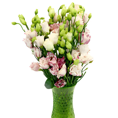 Mini Double Fleuralisa Pink Lisianthus Wholesale Flower In a vase