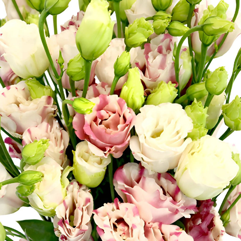 Mini Double Fleuralisa Pink Lisianthus Wholesale Flower Upclose