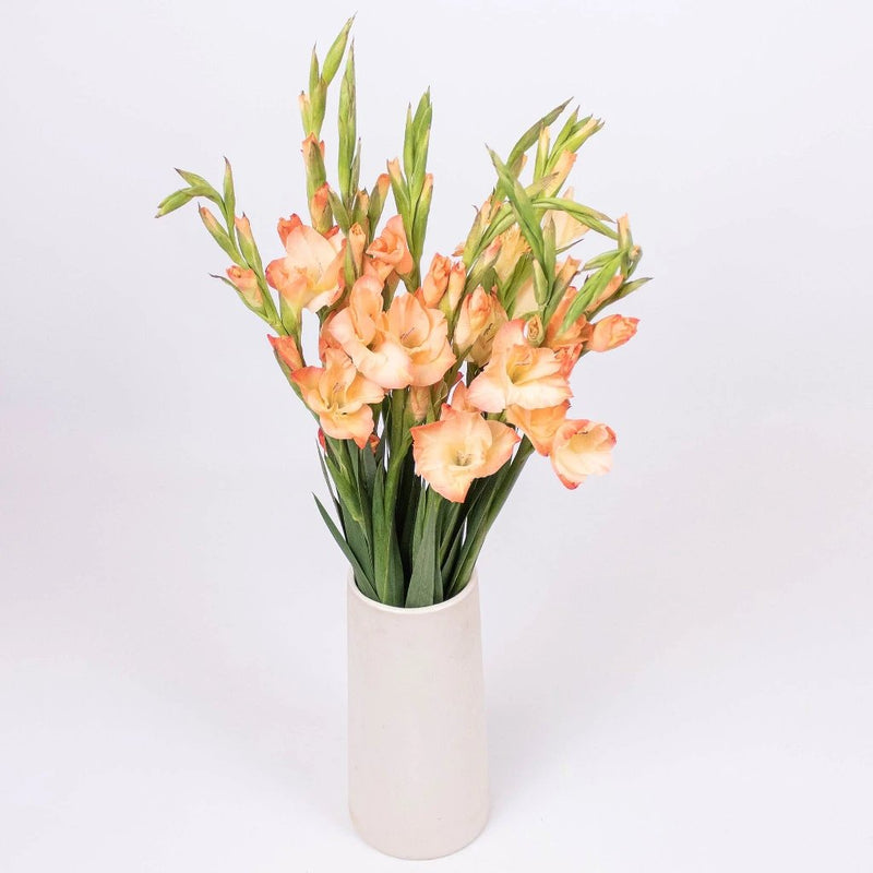 Mini Gladiolus Peach Wholesale Flowers in a Vase