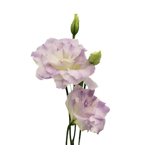 Lavender Mist Lisianthus Wholesale Flowers