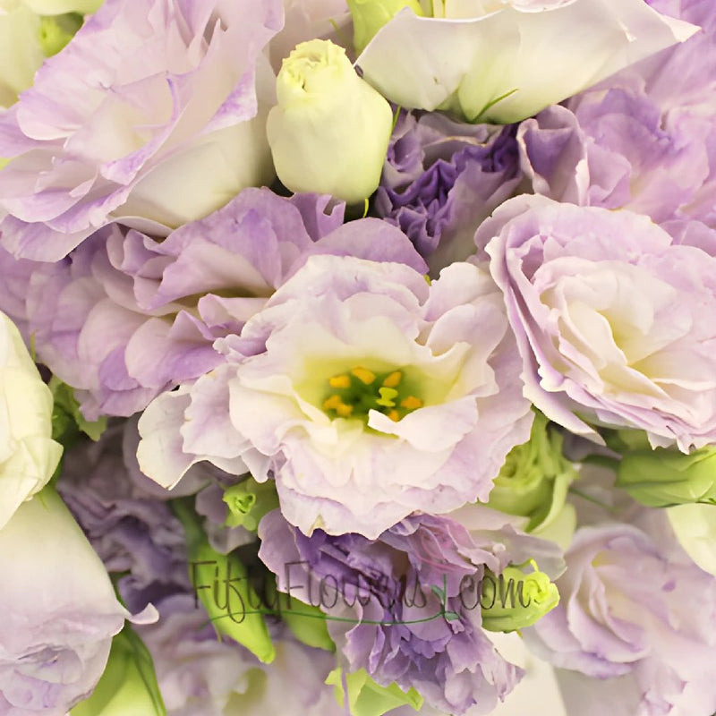 Lavender Mist Lisianthus Wholesale Flowers