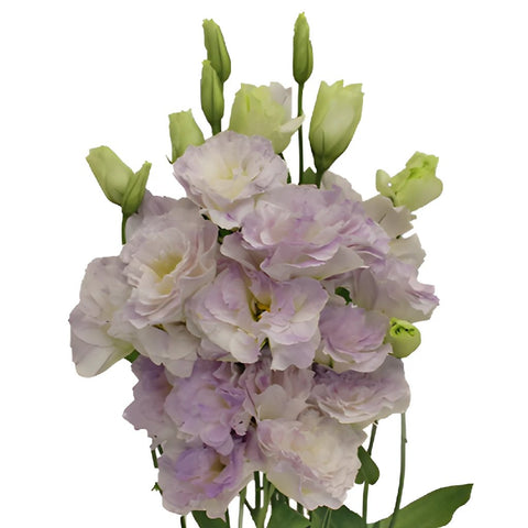 Lavender Mist Designer Lisianthus Flower