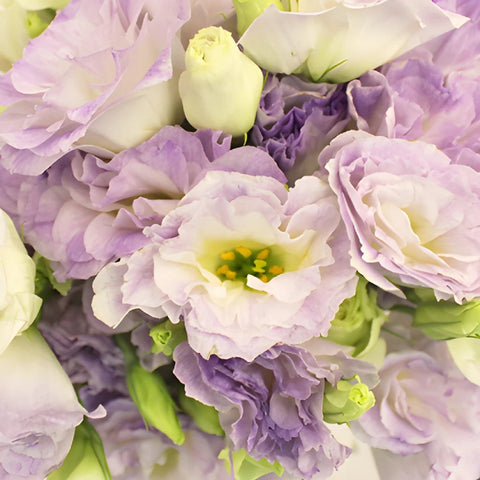 Lavender Mist Designer Lisianthus Flower