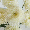 Misty White Bahlia Flower