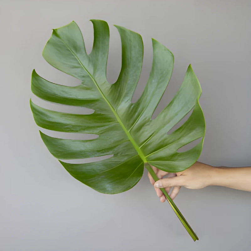 Monstera Leaves Tropical Greenery Small